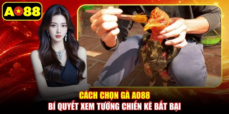 Cách Chọn Gà AO88 - Bí Quyết Xem Tướng Chiến Kê Bất Bại