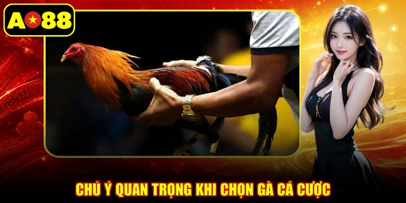 Chú ý quan trọng khi chọn gà cá cược