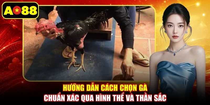 Hướng dẫn cách chọn gà chuẩn xác qua hình thể và thần sắc