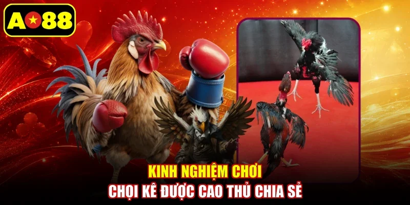 Kinh nghiệm chơi chọi kê được cao thủ chia sẻ