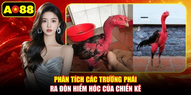 Phân tích các trường phái ra đòn hiểm hóc của chiến kê